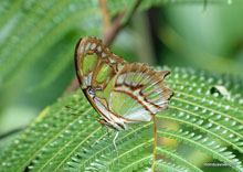 Papillon - Costa Rica